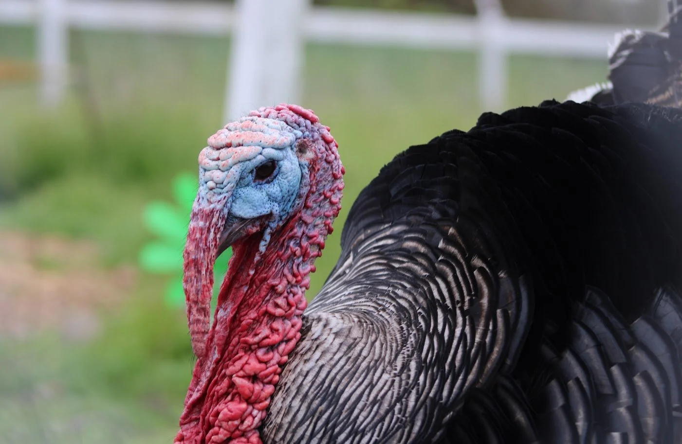 Franklin at Charlie's Acres
Born at a farm intending to kill Franklin for Thanksgiving, a family compassionately handed him over to Charlie's Acres. He loves when humans admire his beautiful plumage.