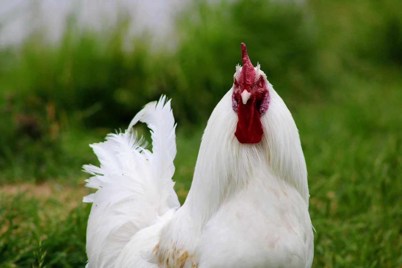 Rooster living at Charlie's Acres
