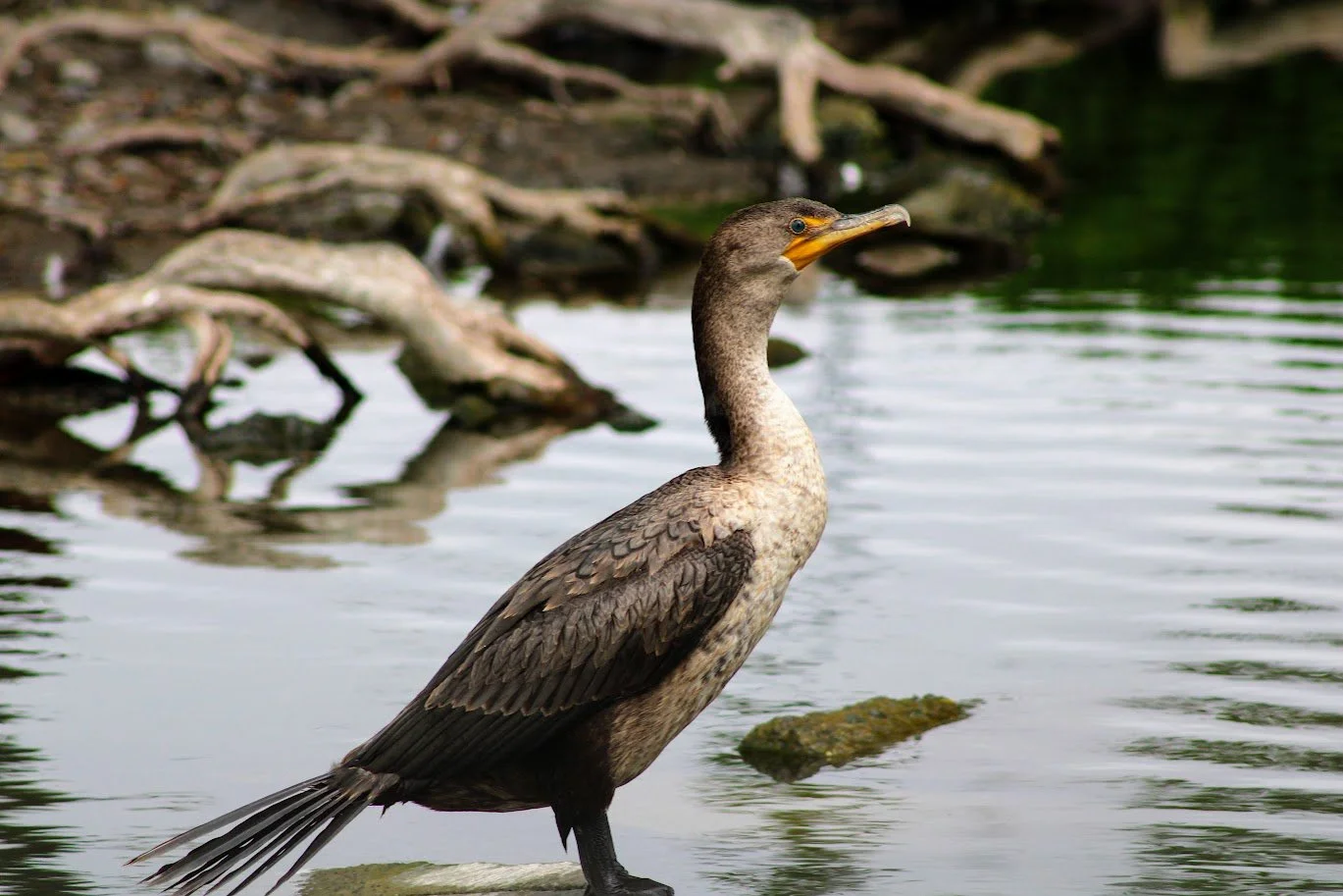 wildcormorant4.JPG