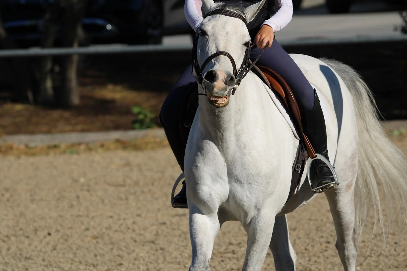 hansenhorse2.JPG