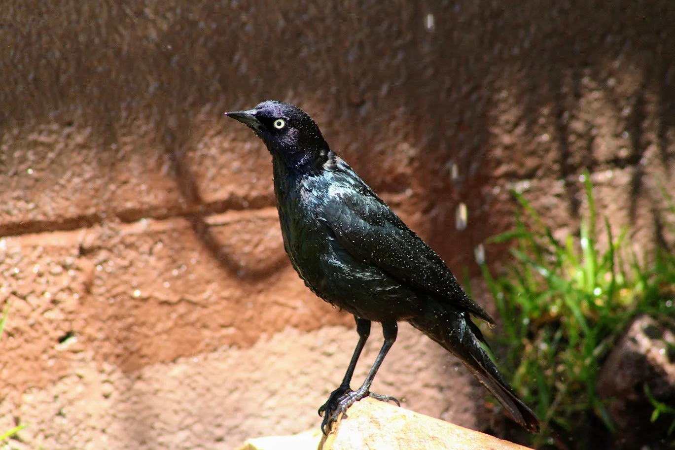 wildgrackle1.JPG