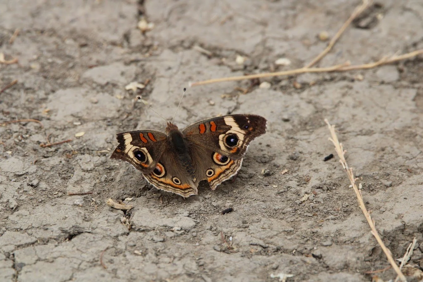 butterfly20.JPG