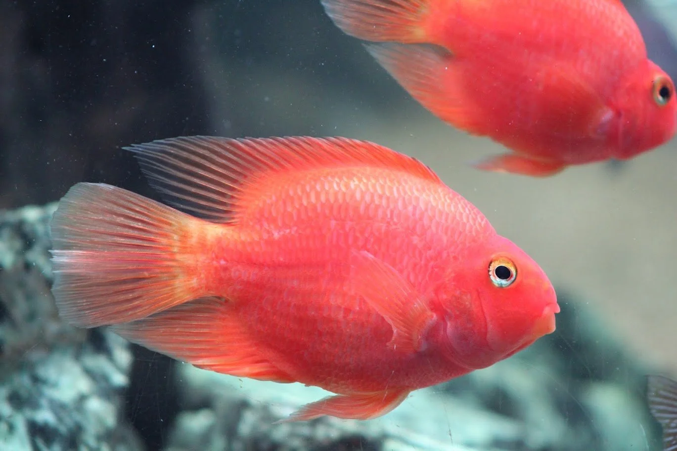 cichlid2.JPG
