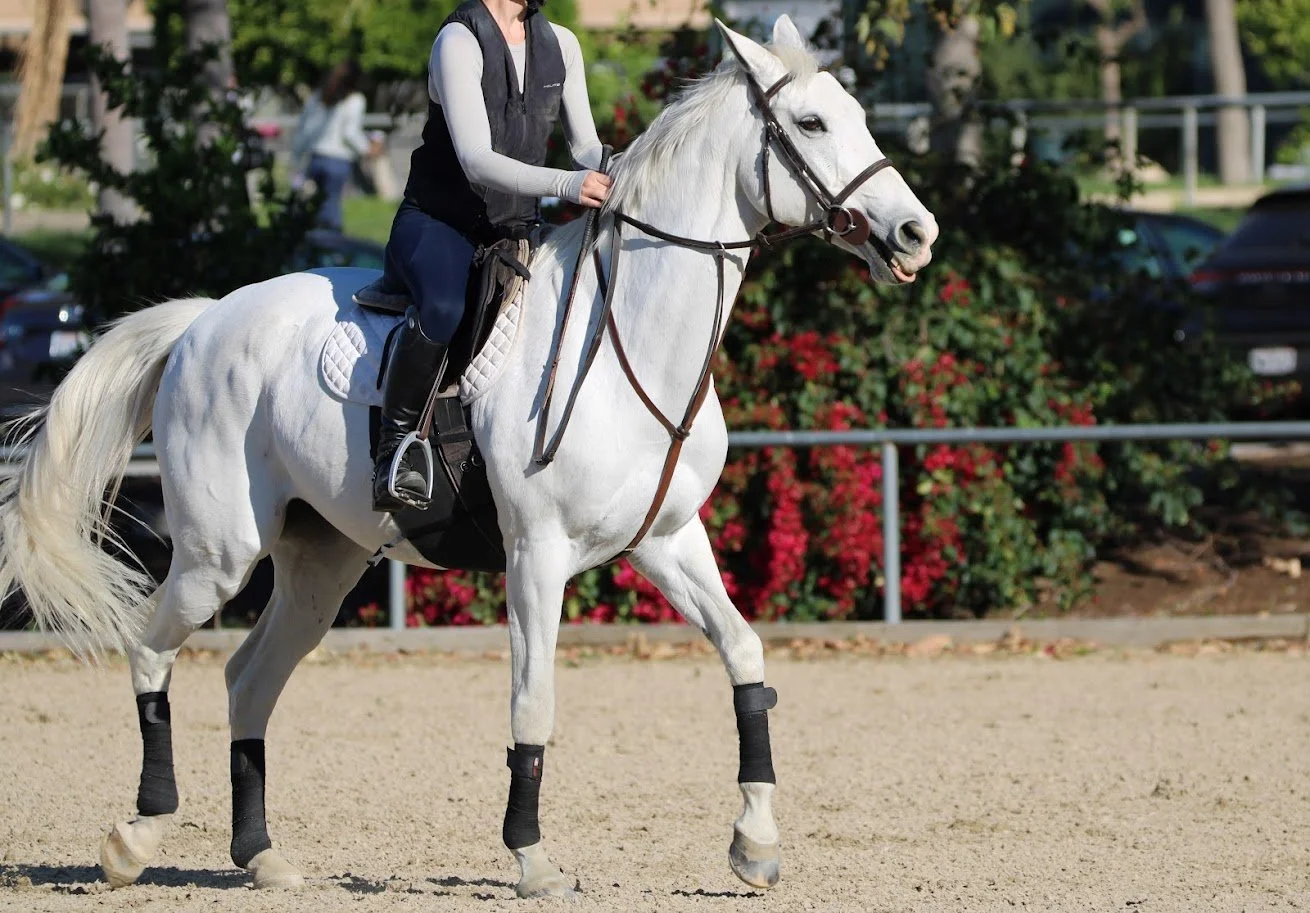 hansenhorse4.JPG