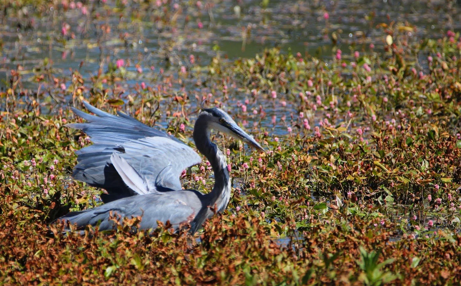 wildheron14.JPG