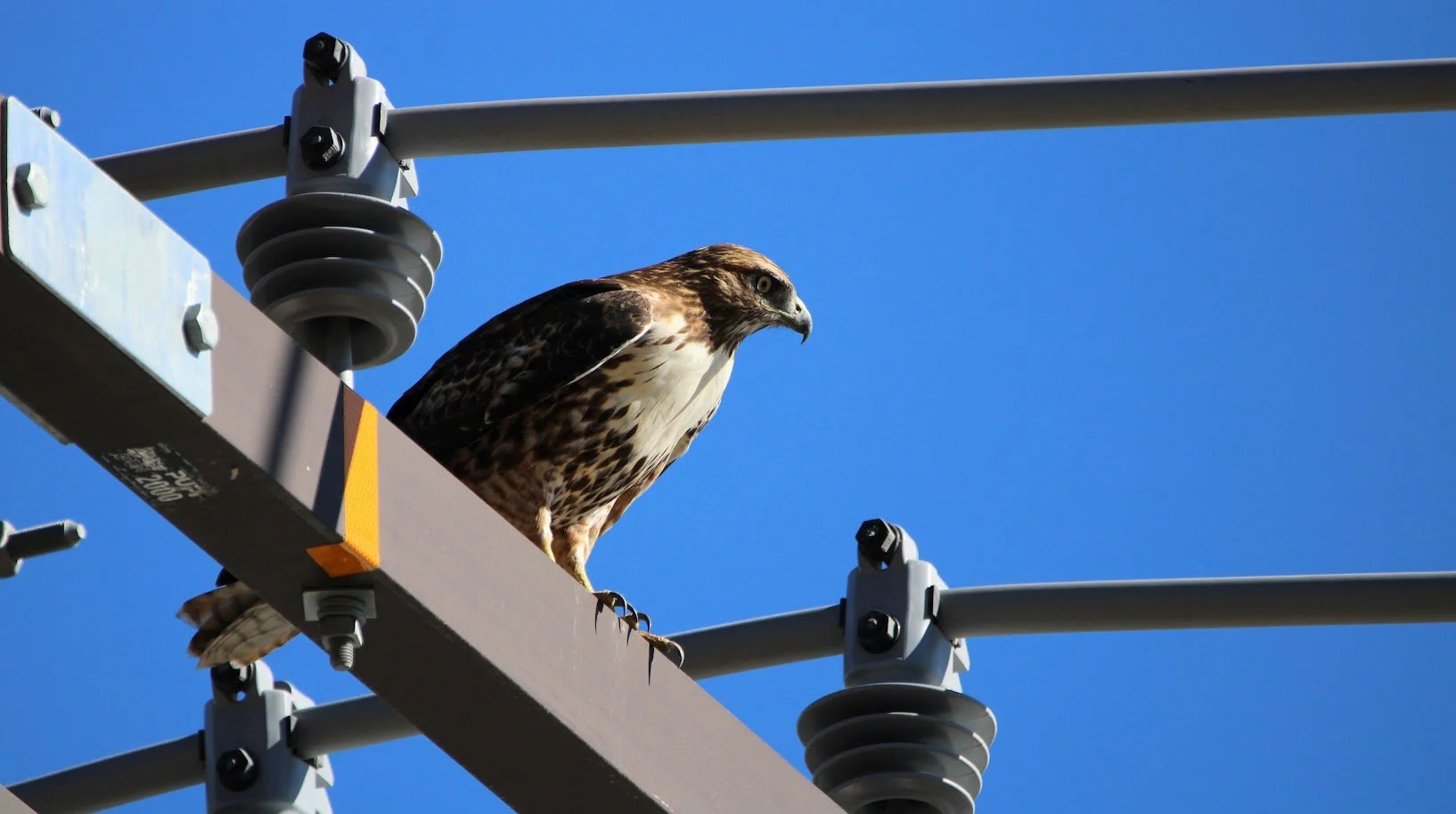 wildhawk8.JPG