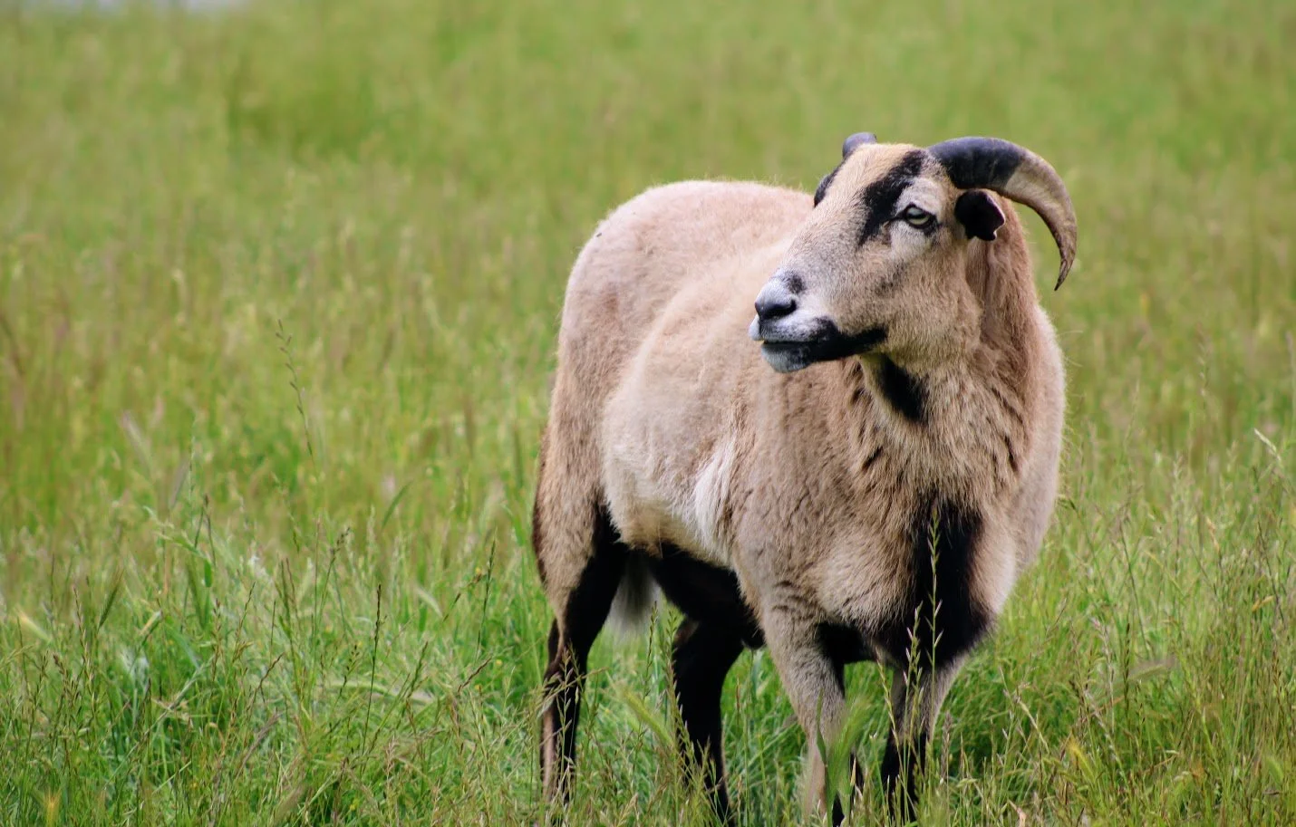 Boots the sheep living at Charlie's Acres