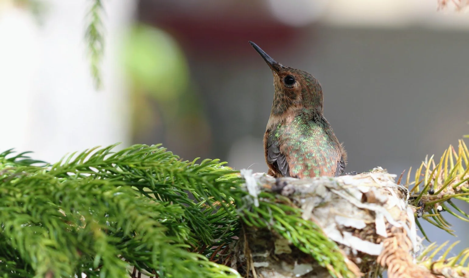 wildhummingbird3.JPG