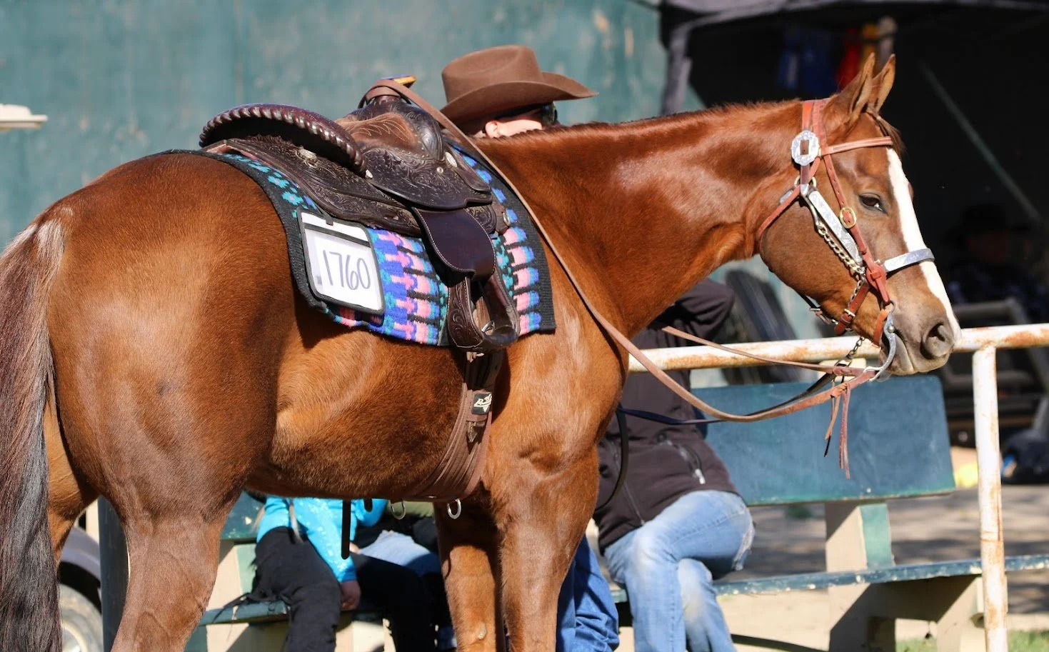 hansenhorse28.JPG