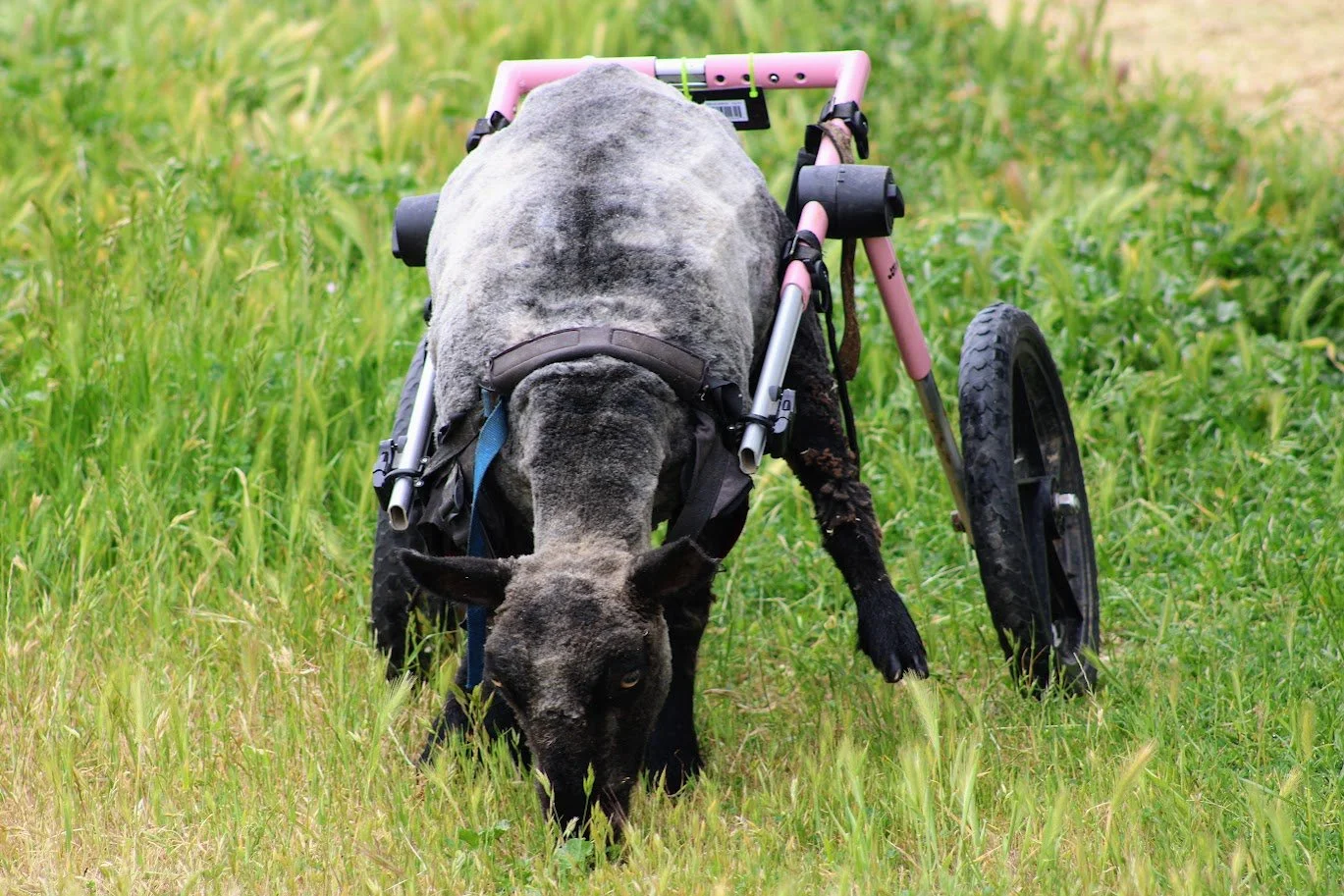 Naomi living at Charlie's Acres:
In her early life on a hobby farm, Naomi was stepped on by another animal, leaving her with a severe back injury. At Charlie's Acres, she was fitted with a wheelchair and is currently living her best life.