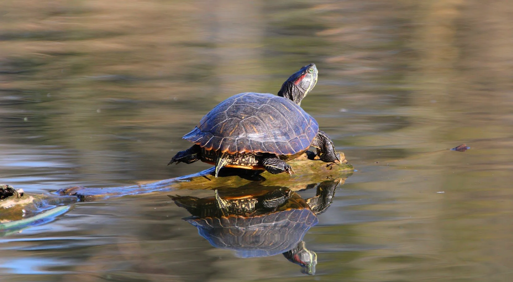 pondturtle.JPG