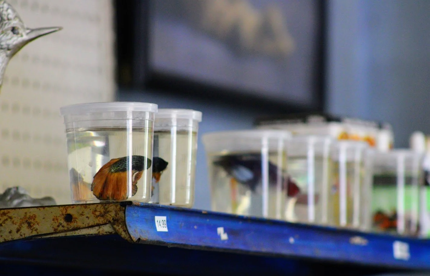 betta2.JPG
