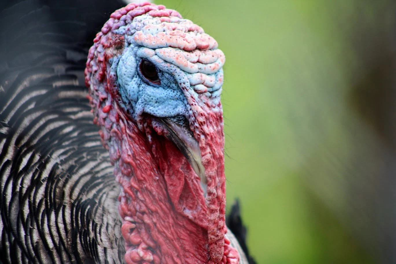 Franklin at Charlie's Acres
Born at a farm intending to kill Franklin for Thanksgiving, a family compassionately handed him over to Charlie's Acres. He loves when humans admire his beautiful plumage.