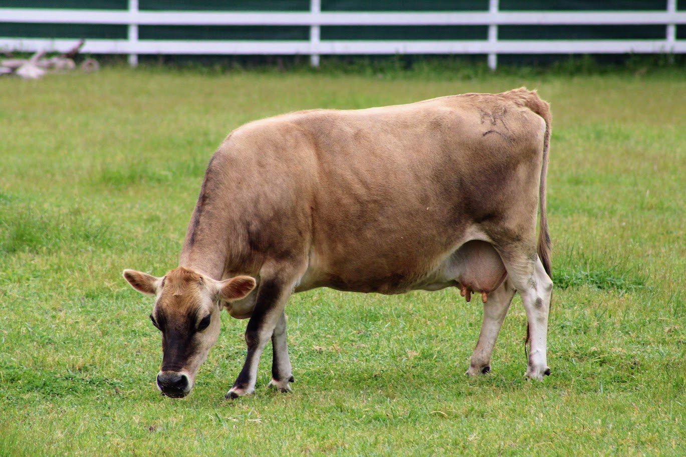 Honey the cow living at Charlie's Acres