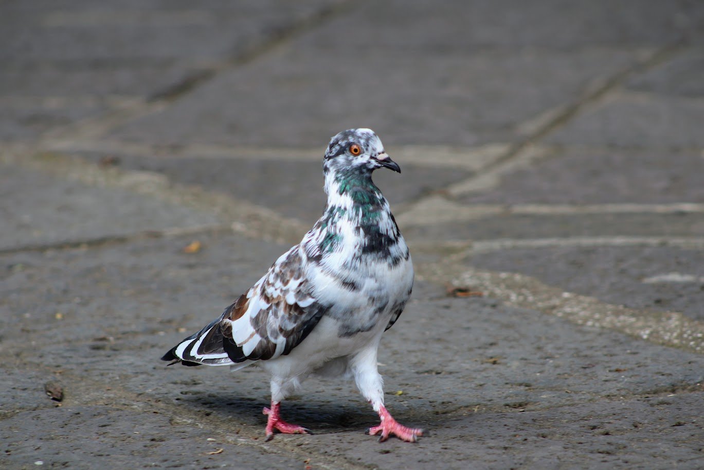 pigeon6.JPG