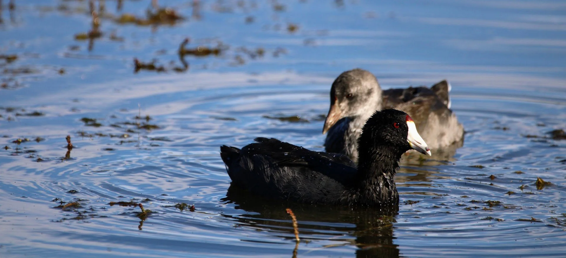 wildcoot4.JPG