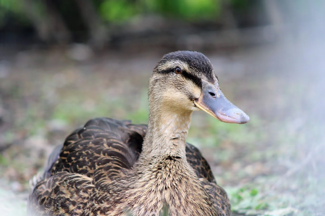 Duck living at Charlie's Acres