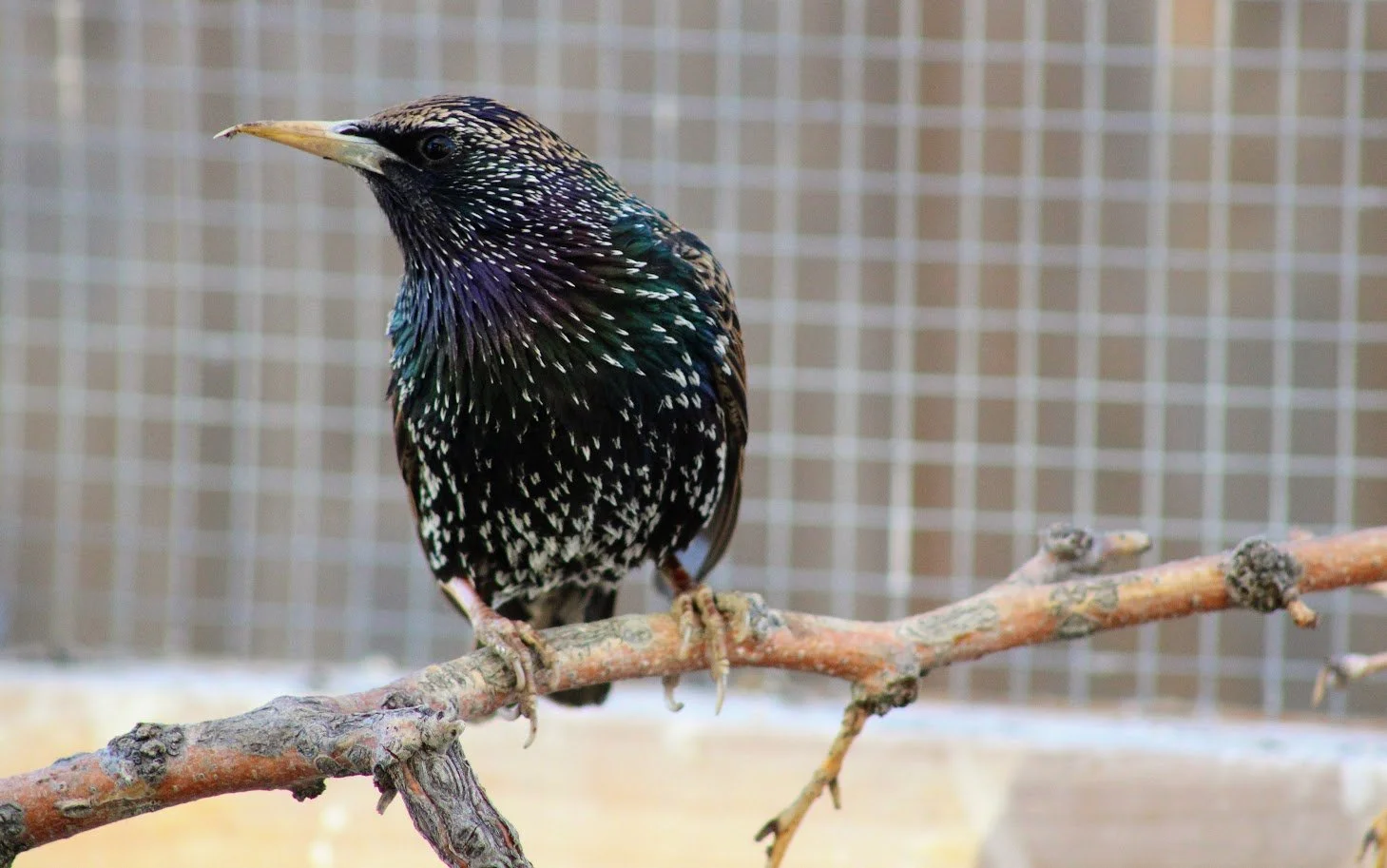 RSstarling1.JPG