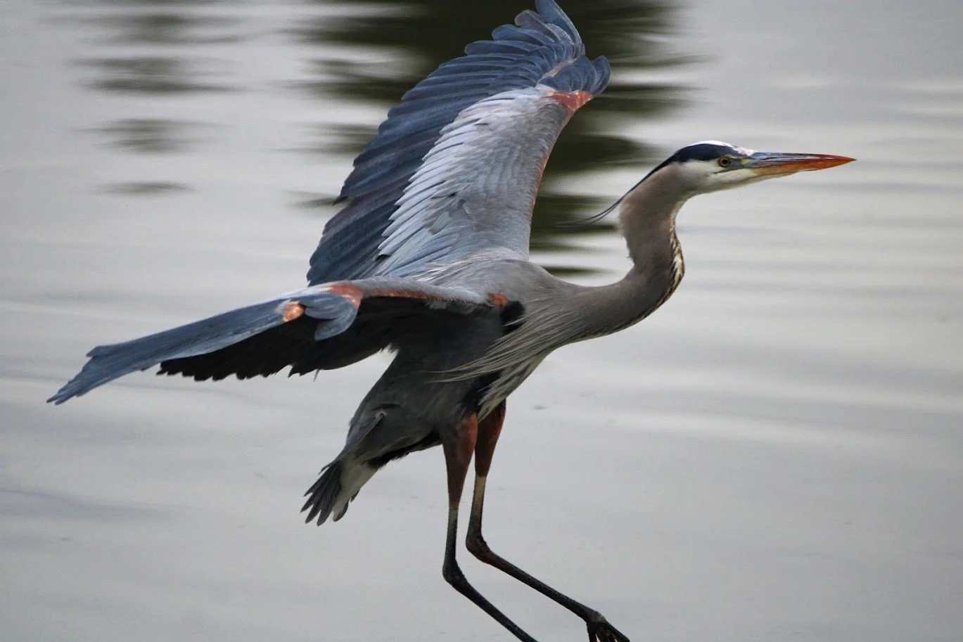 wildheron10.JPG