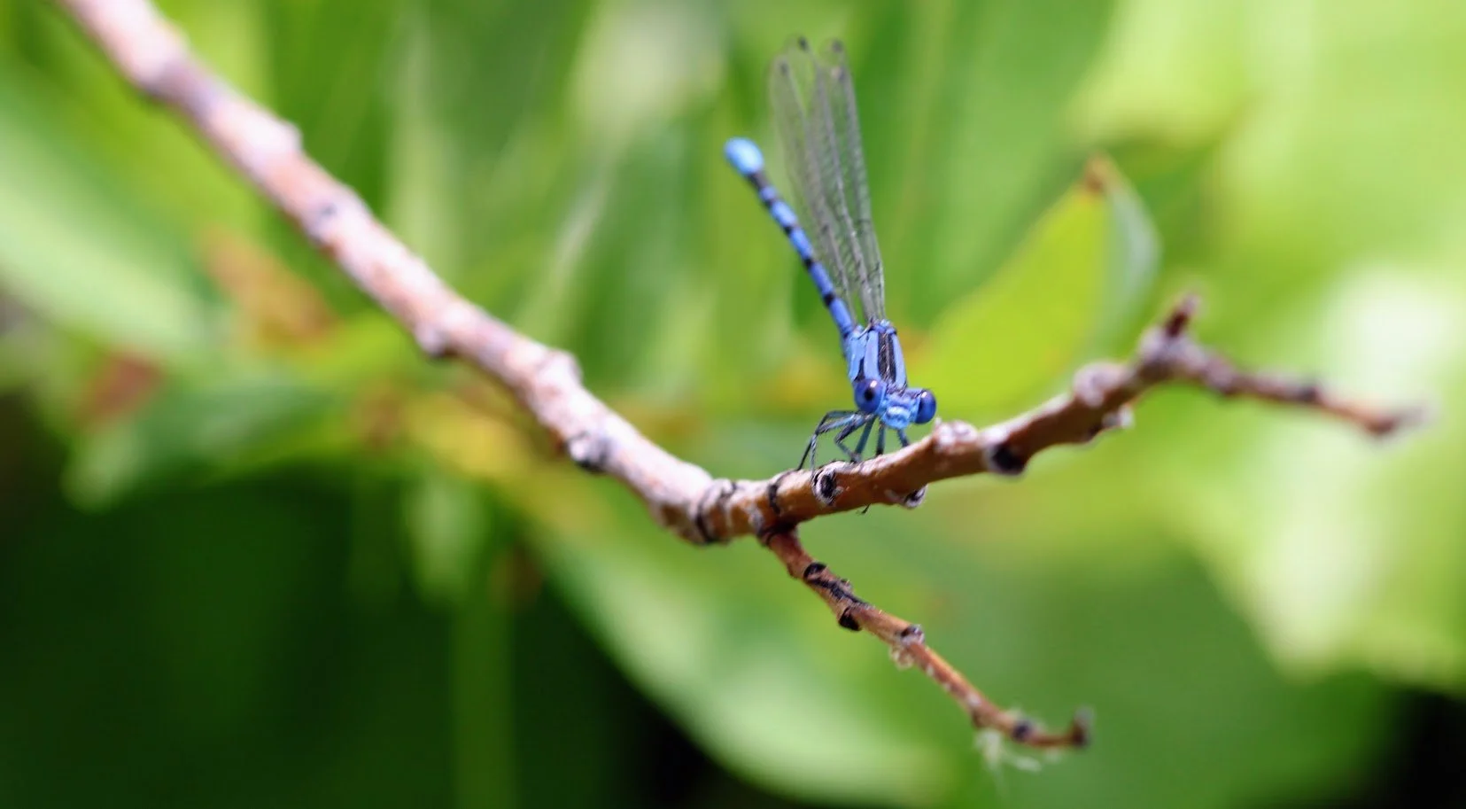 damselfly3.JPG