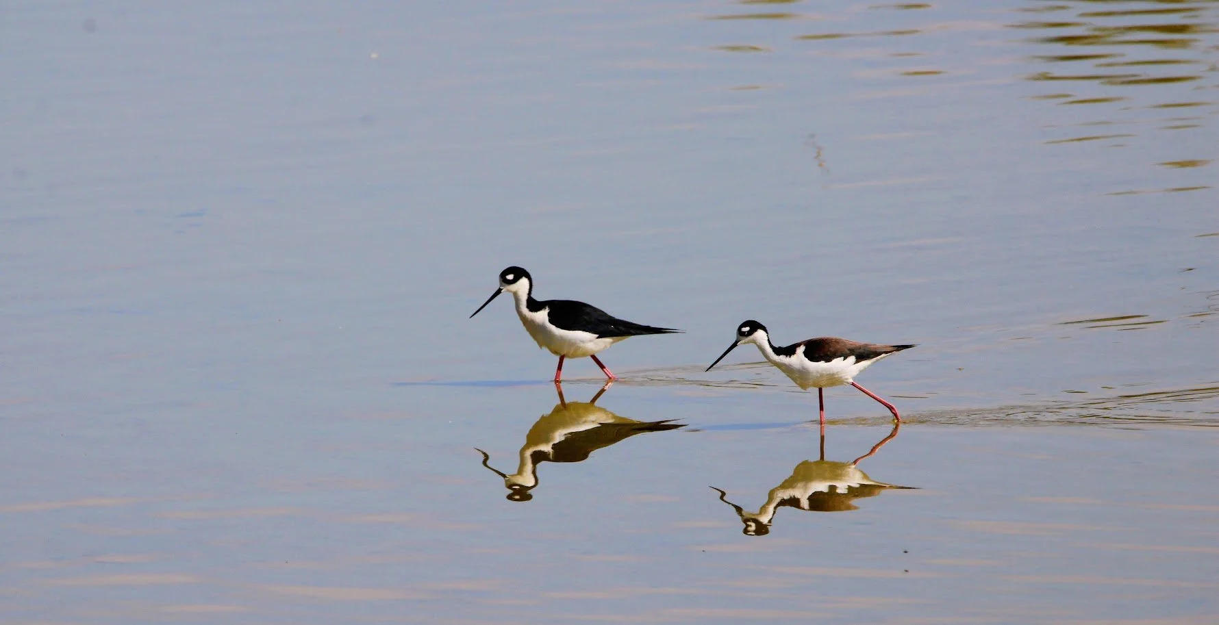 wildstilt2.JPG