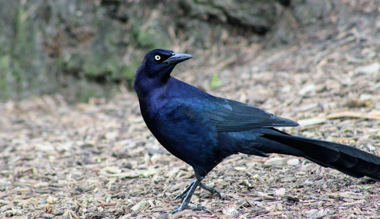 wildgrackle.JPG