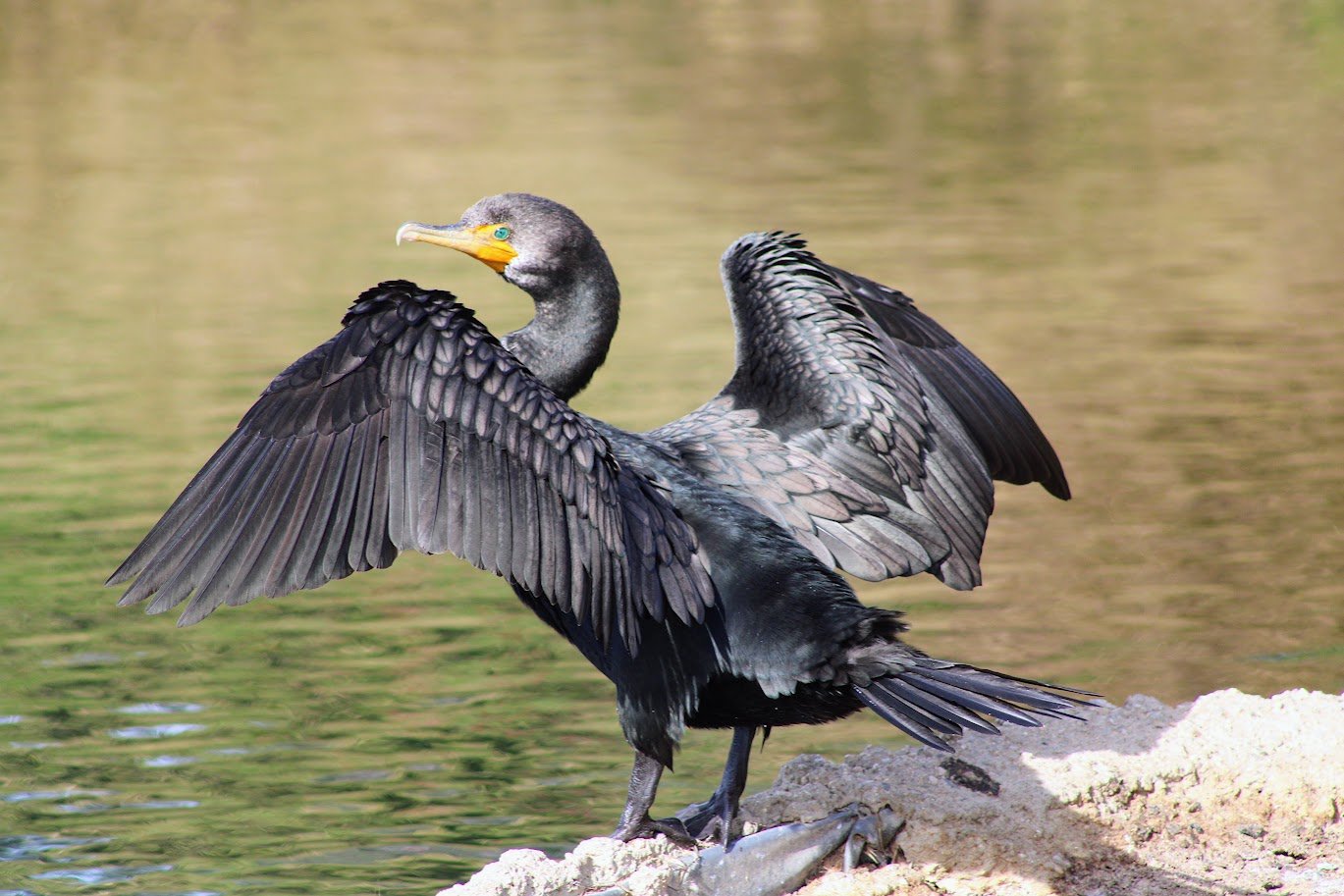 wildcormorant.JPG