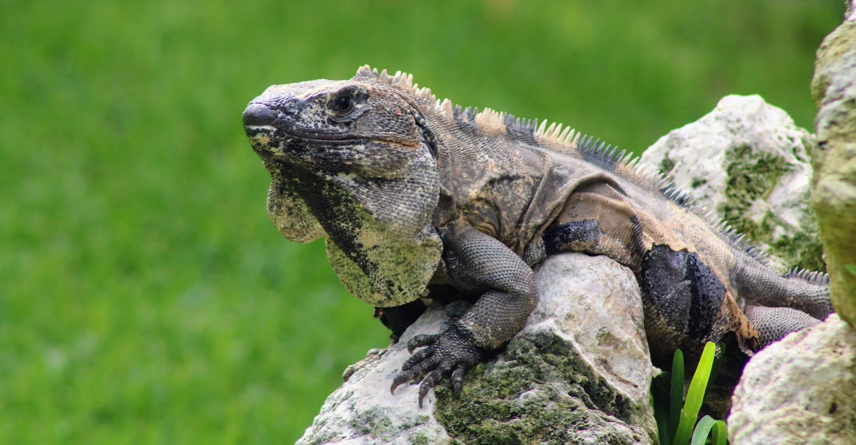 iguana6.JPG