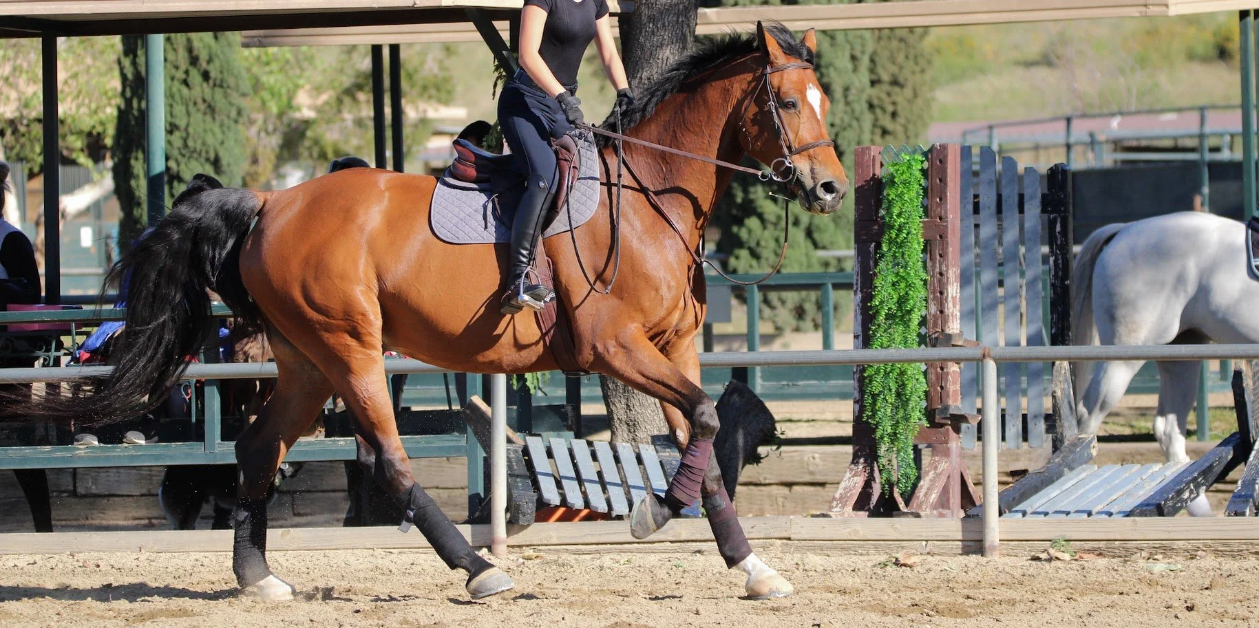 hansenhorse8.JPG