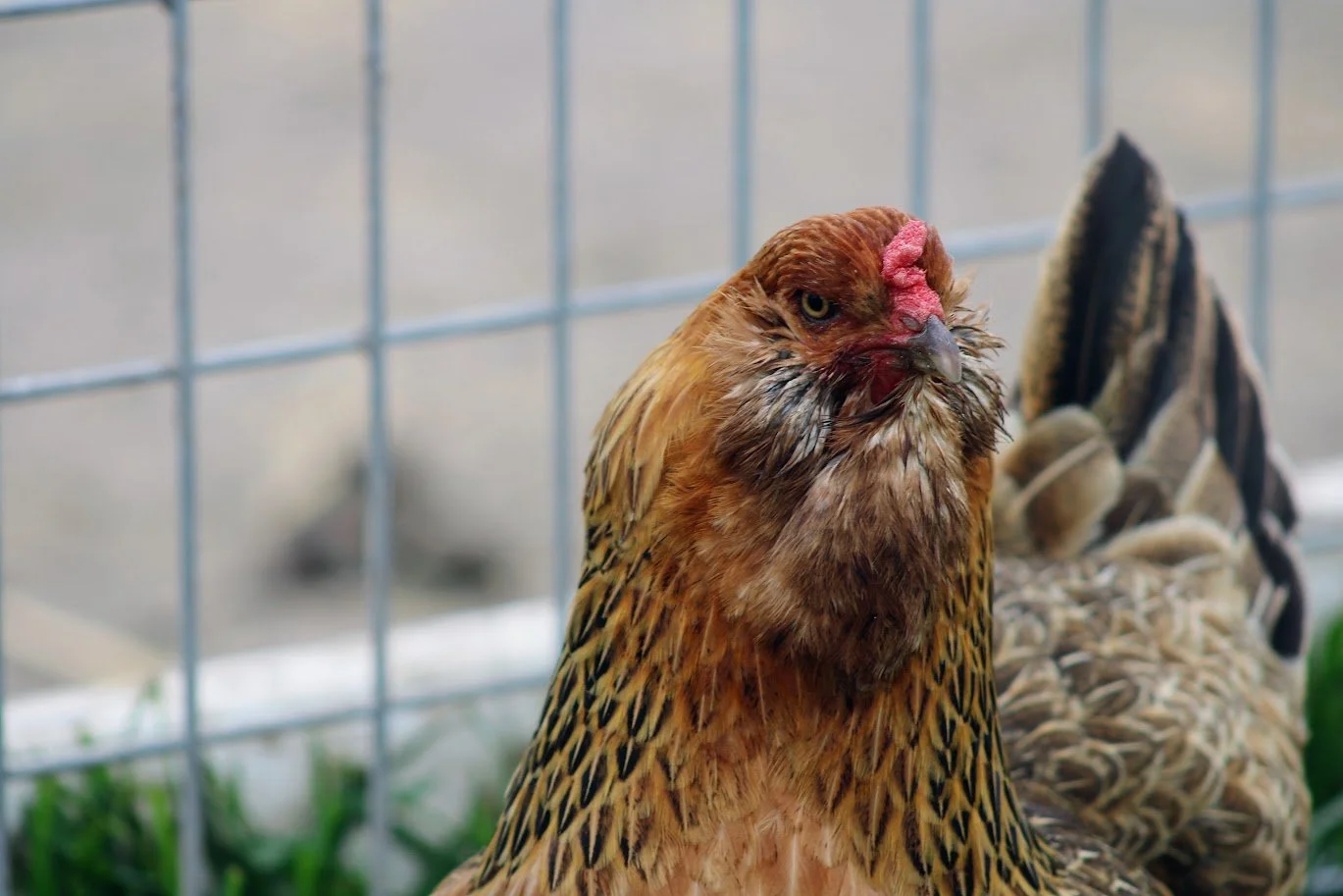 Chicken living at Charlie's Acres