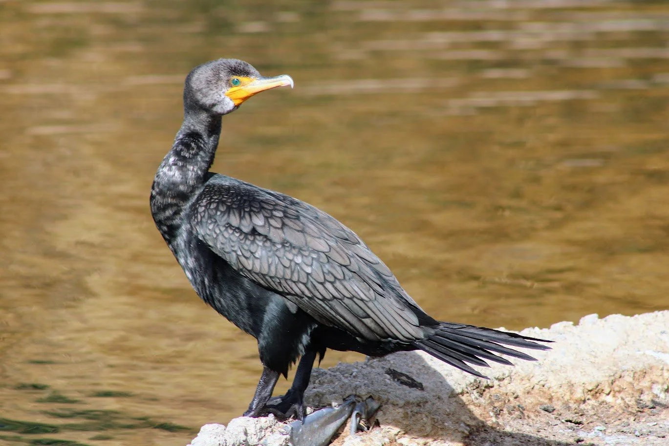 wildcormorant1.JPG