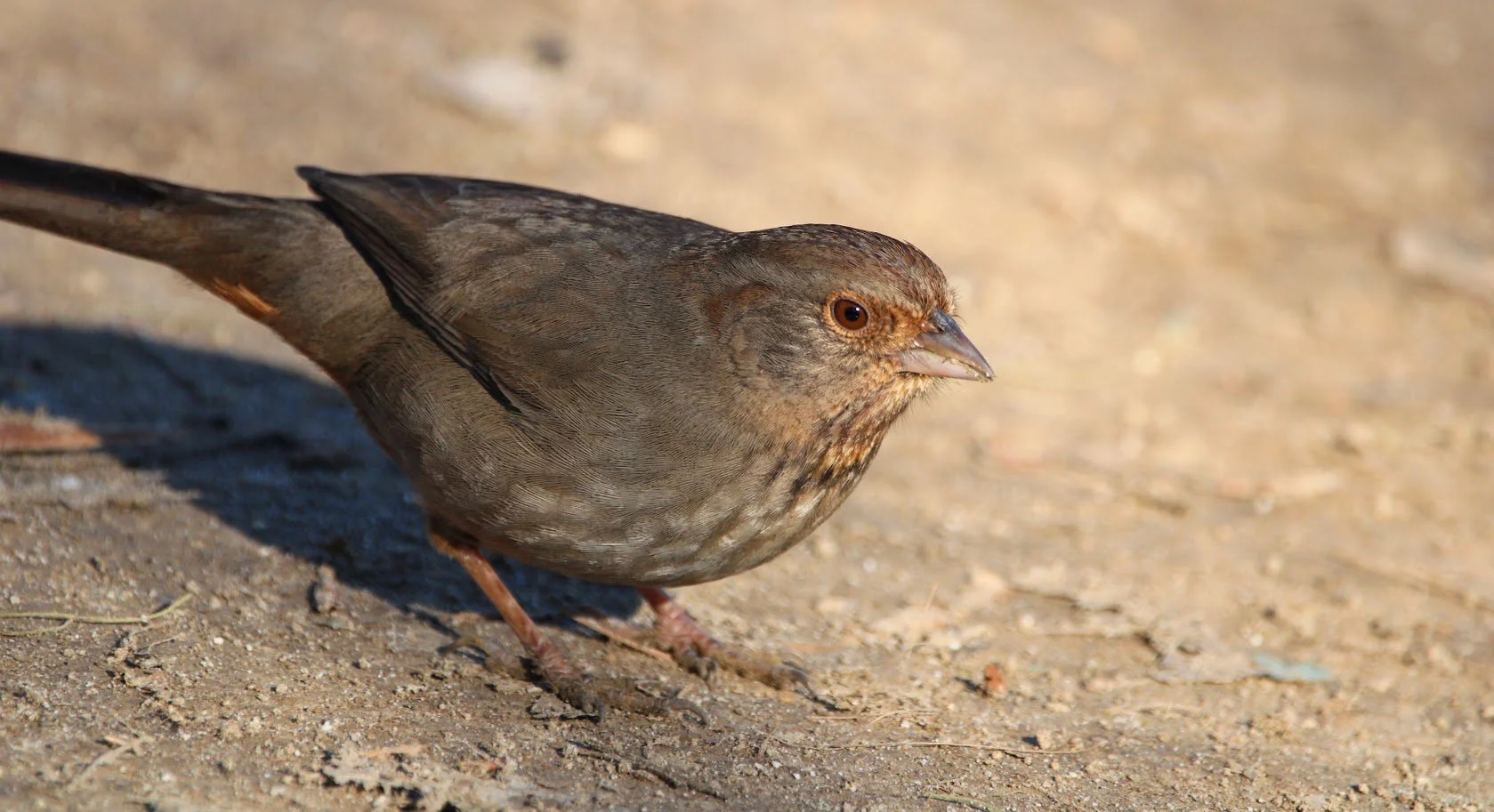 wildtowhee2.JPG