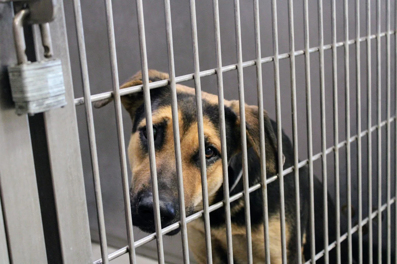 doganimalshelter41.JPG