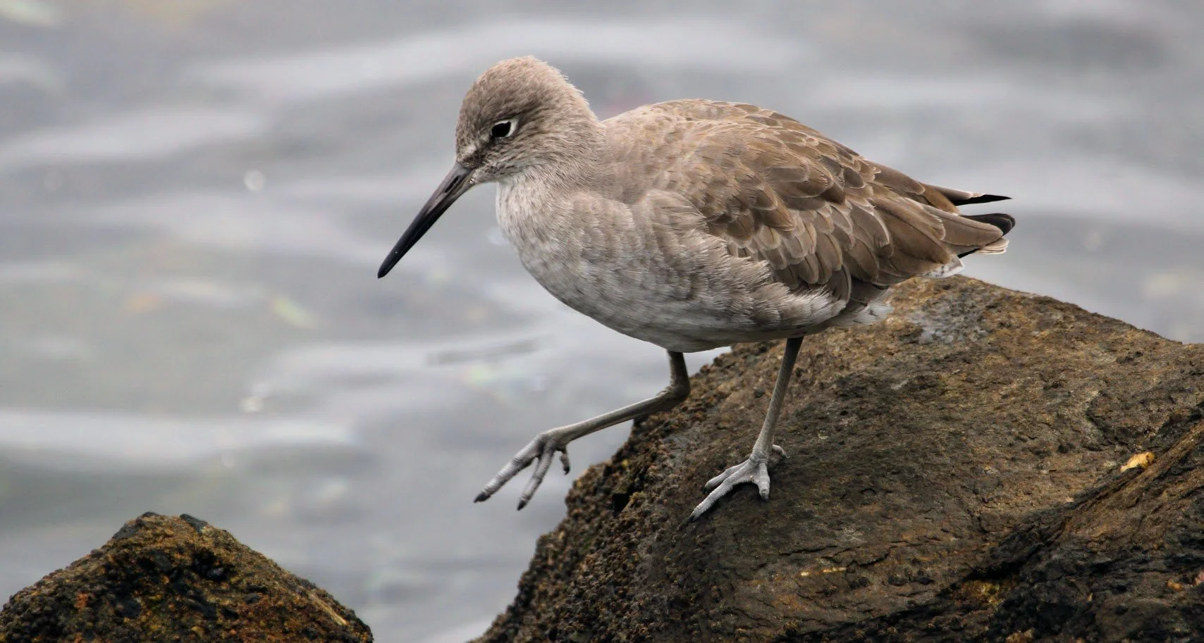 wildwillet1.JPG