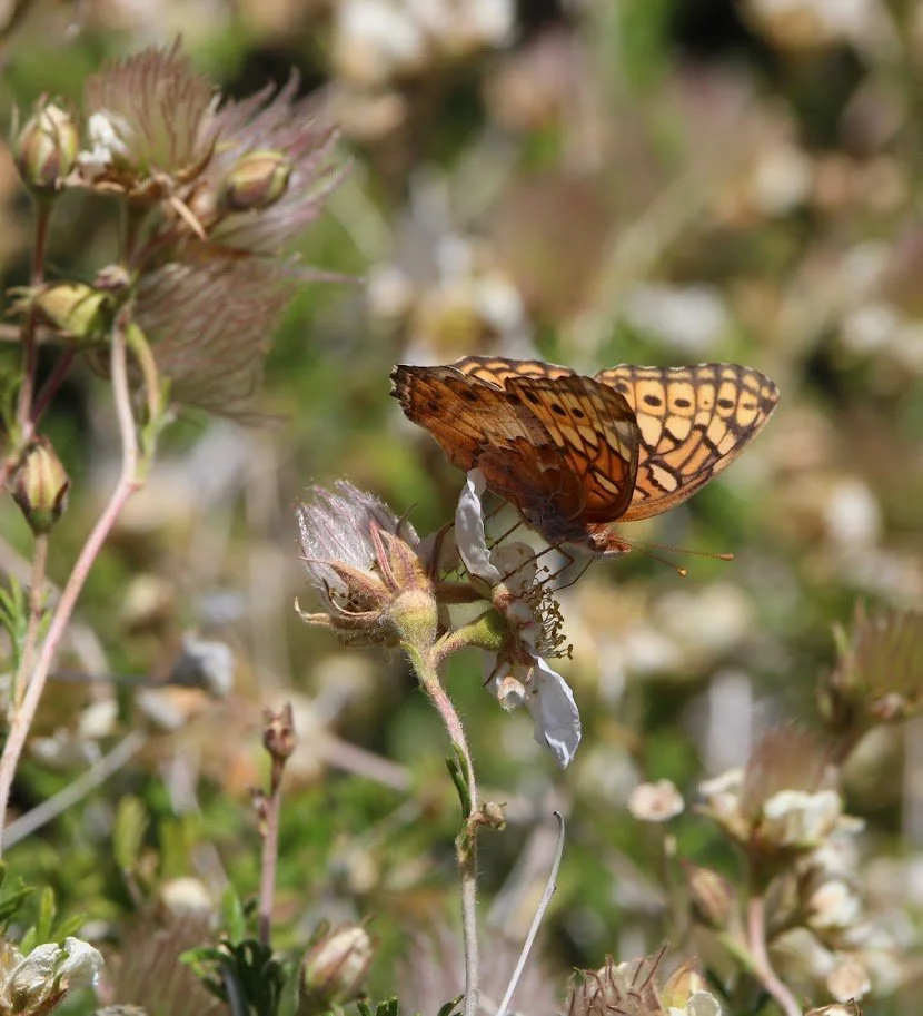 butterfly15.JPG