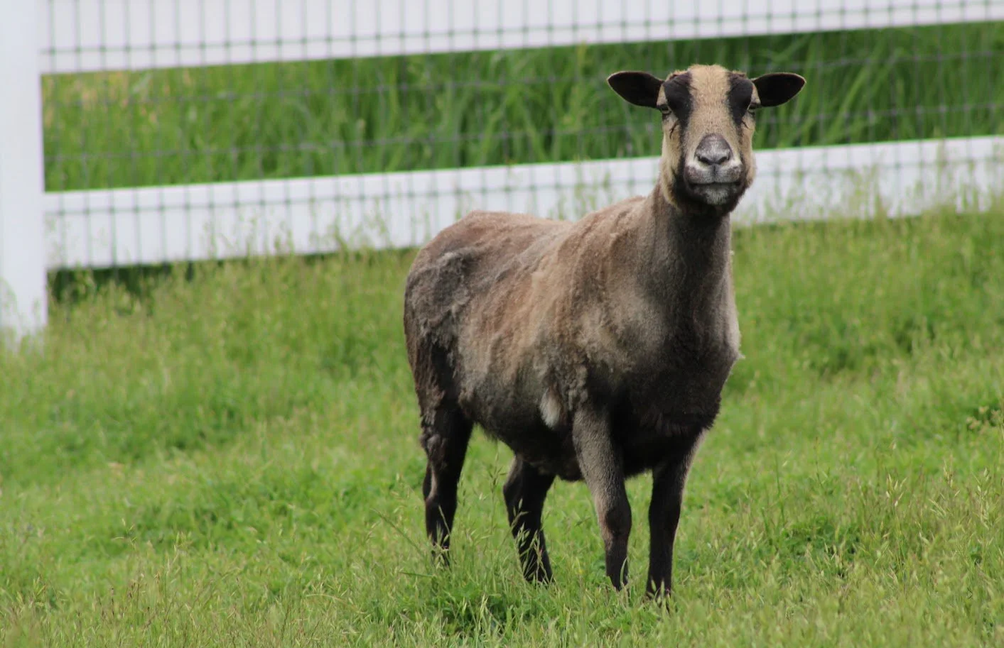 Sheep living at Charlie's Acres