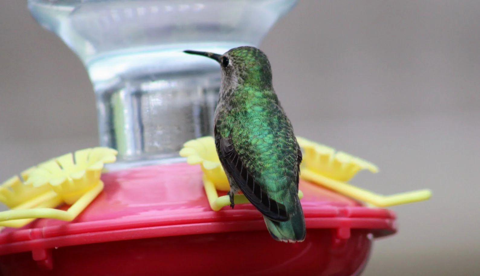 wildhummingbird2.JPG