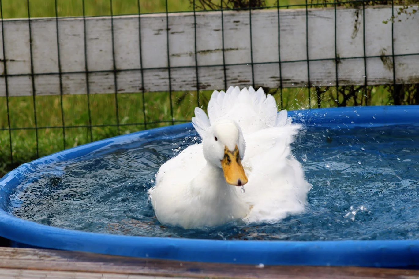 Duck living at Charlie's Acres