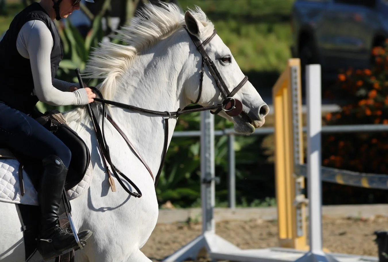 hansenhorse3.JPG