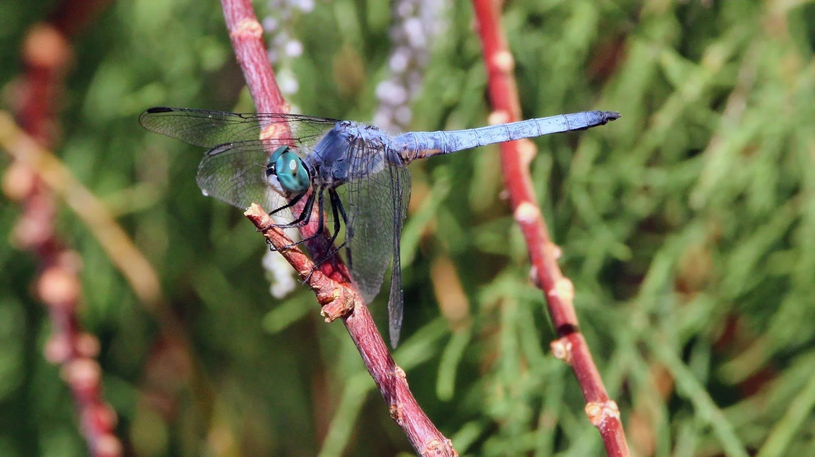 dragonfly5.JPG