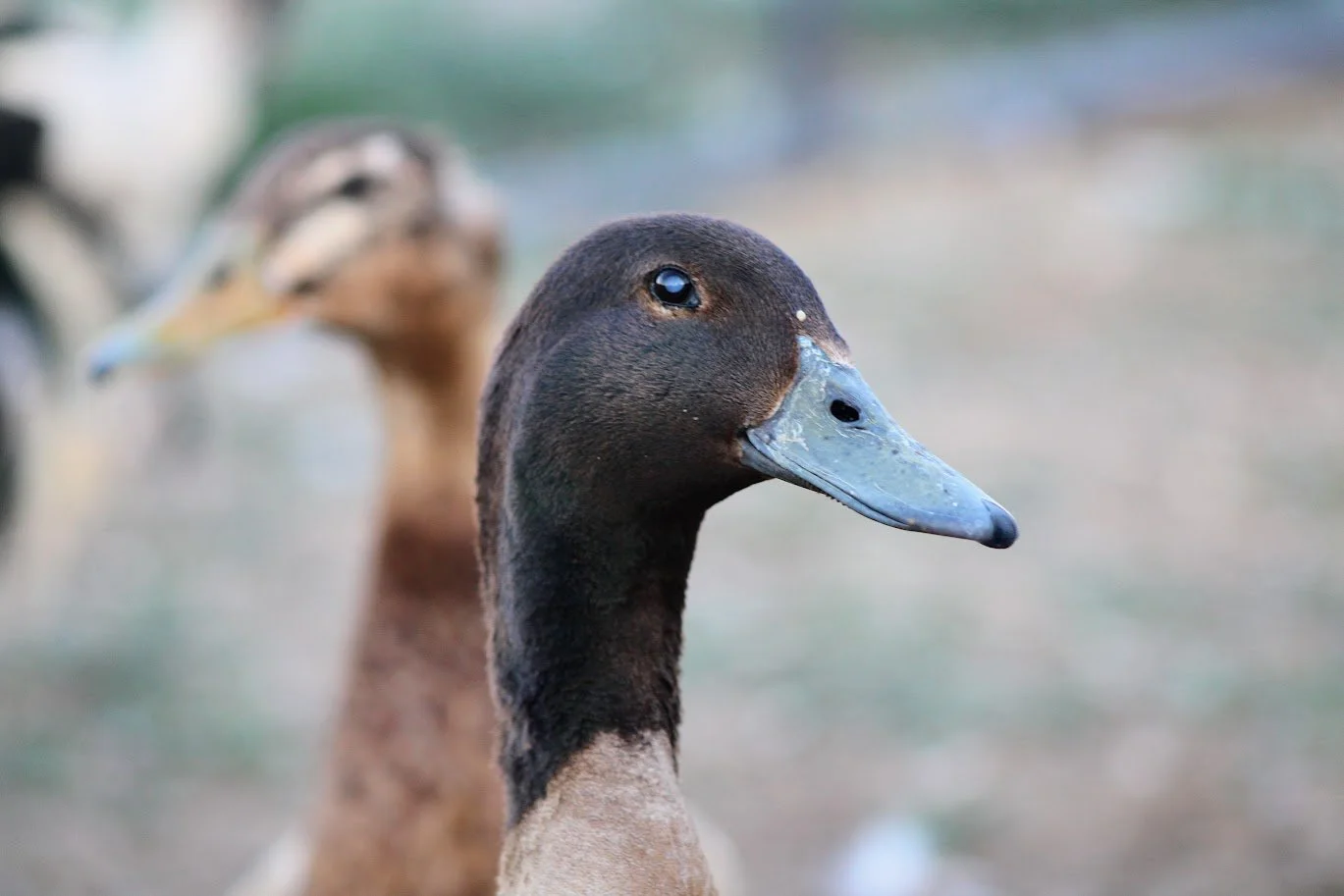 RSmrbrownduck.JPG
