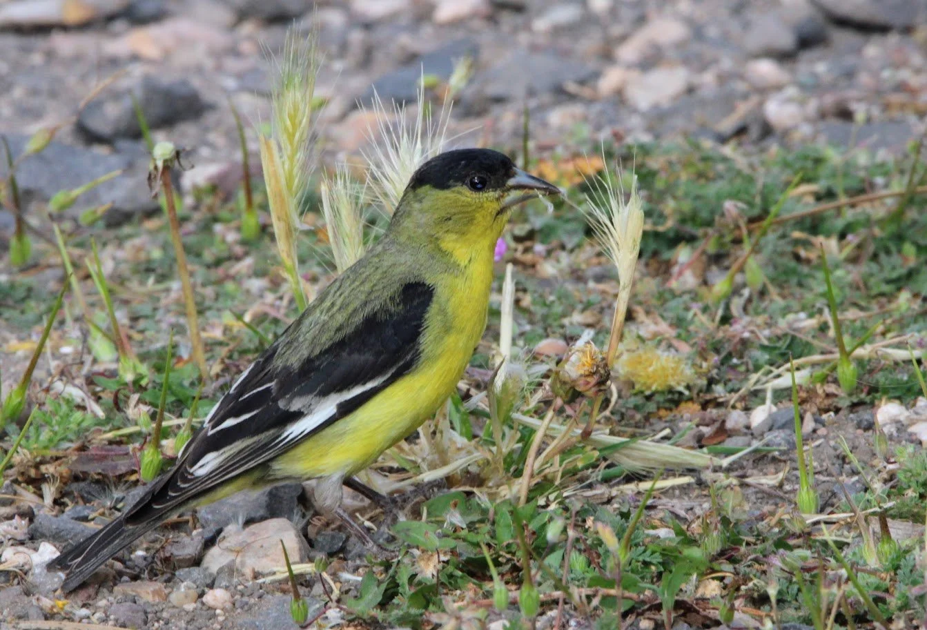 wildfinch2.JPG