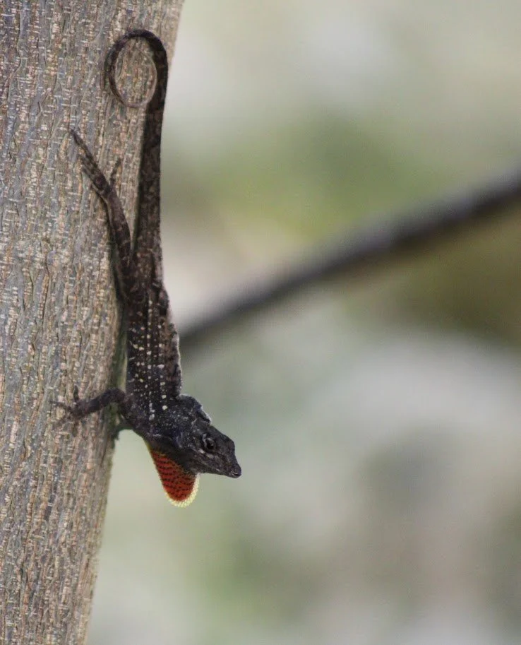 anole1.JPG