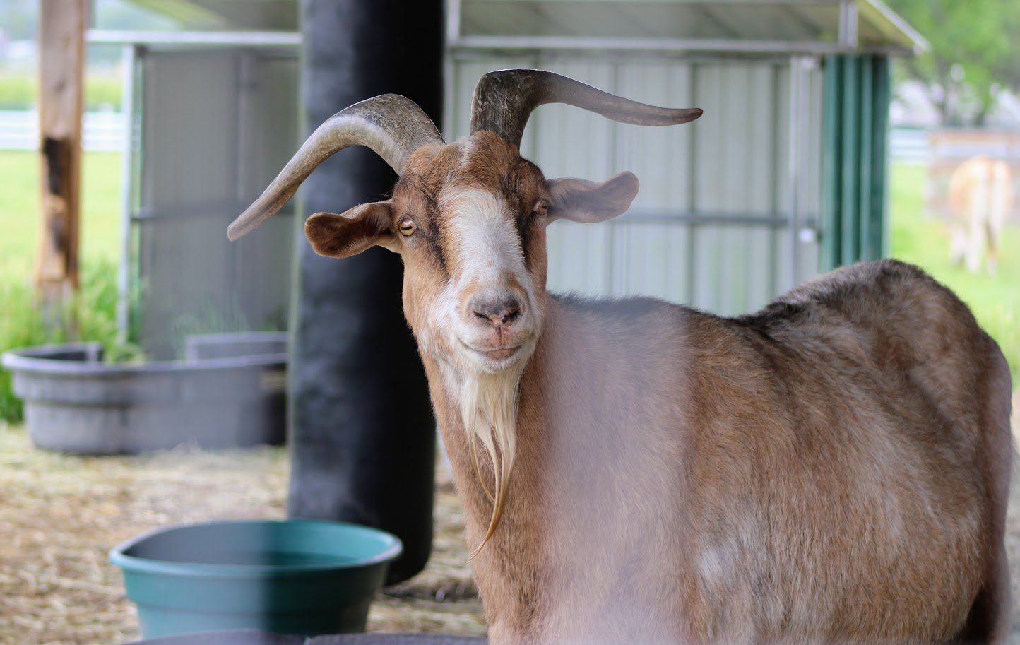 Freddy the goat living at Charlie's Acres