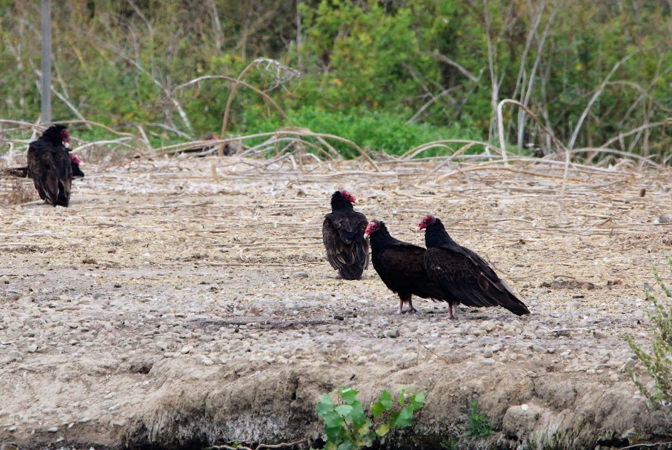 wildvulture1.JPG
