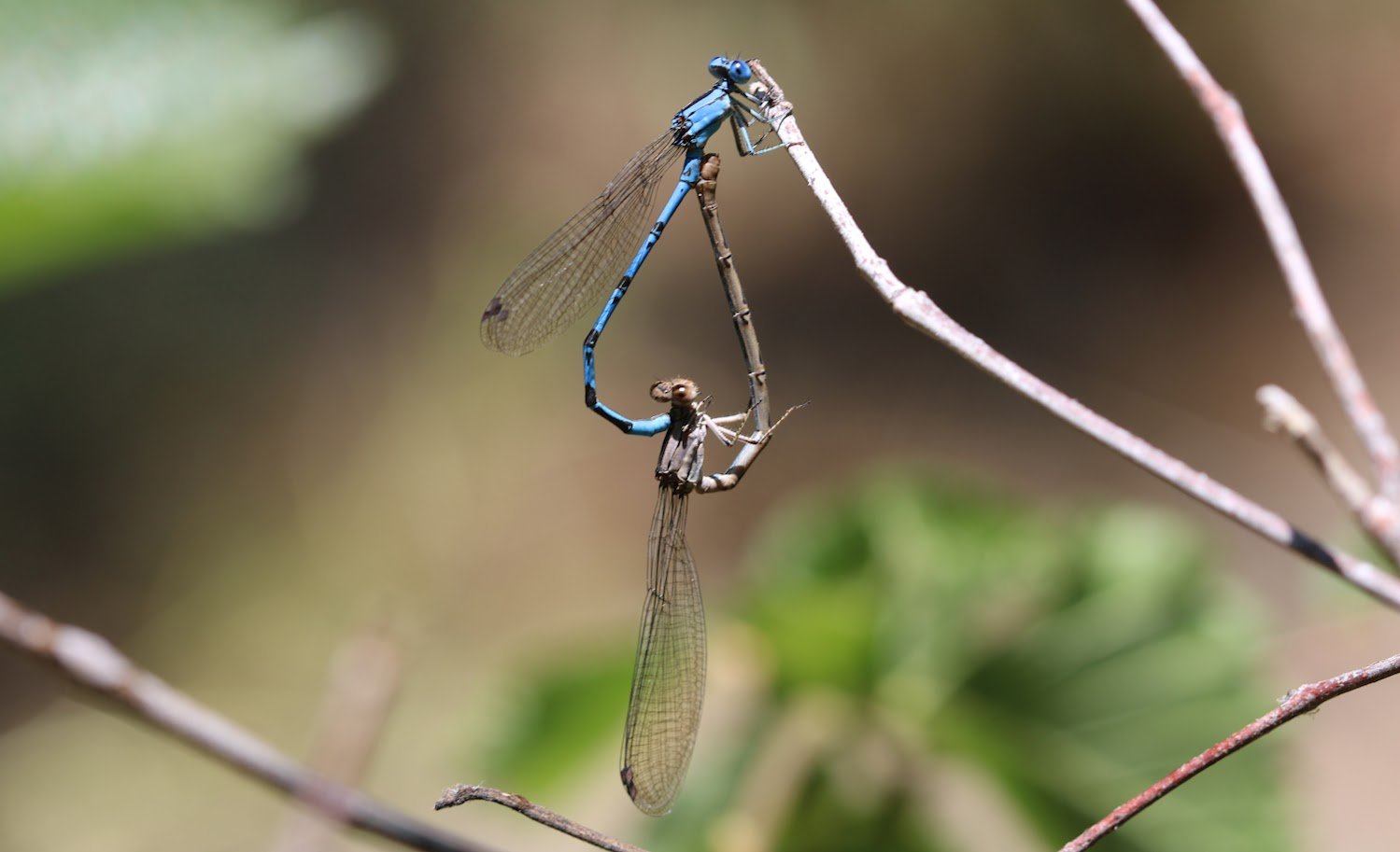 damselfly.JPG
