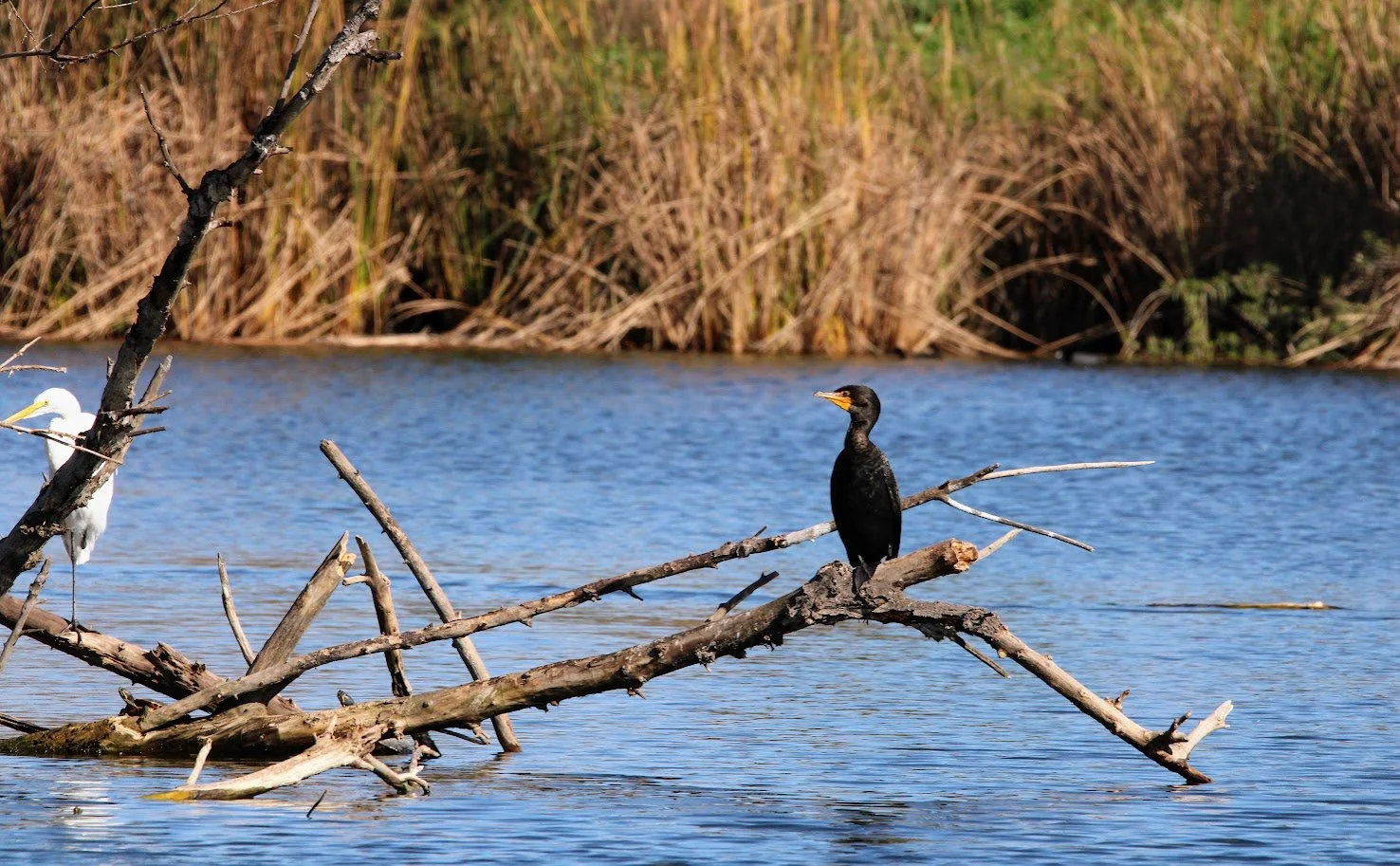 wildcormorant5.JPG