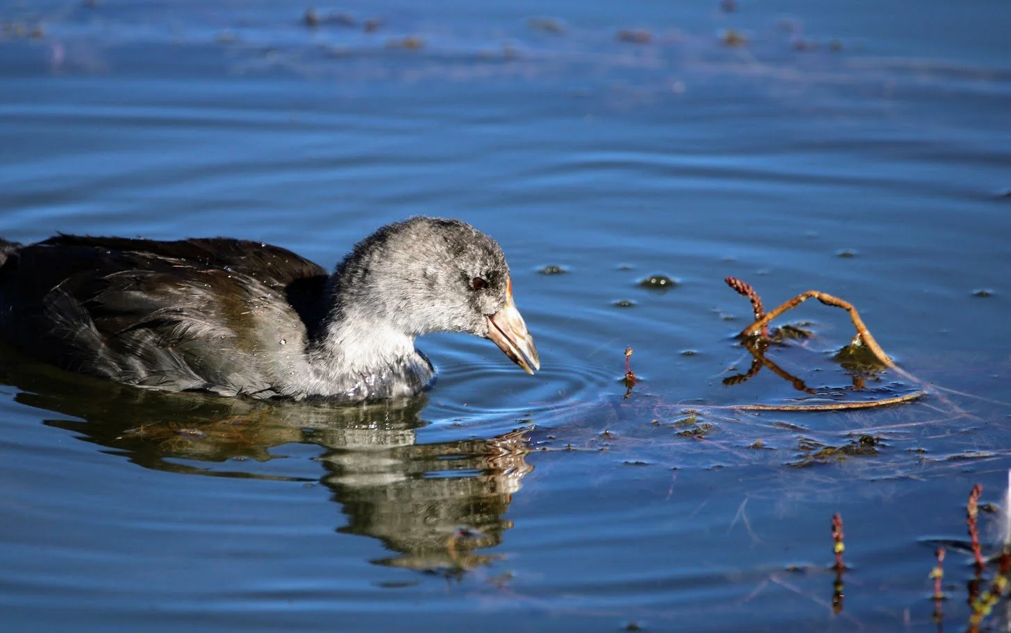 wildcoot3.JPG