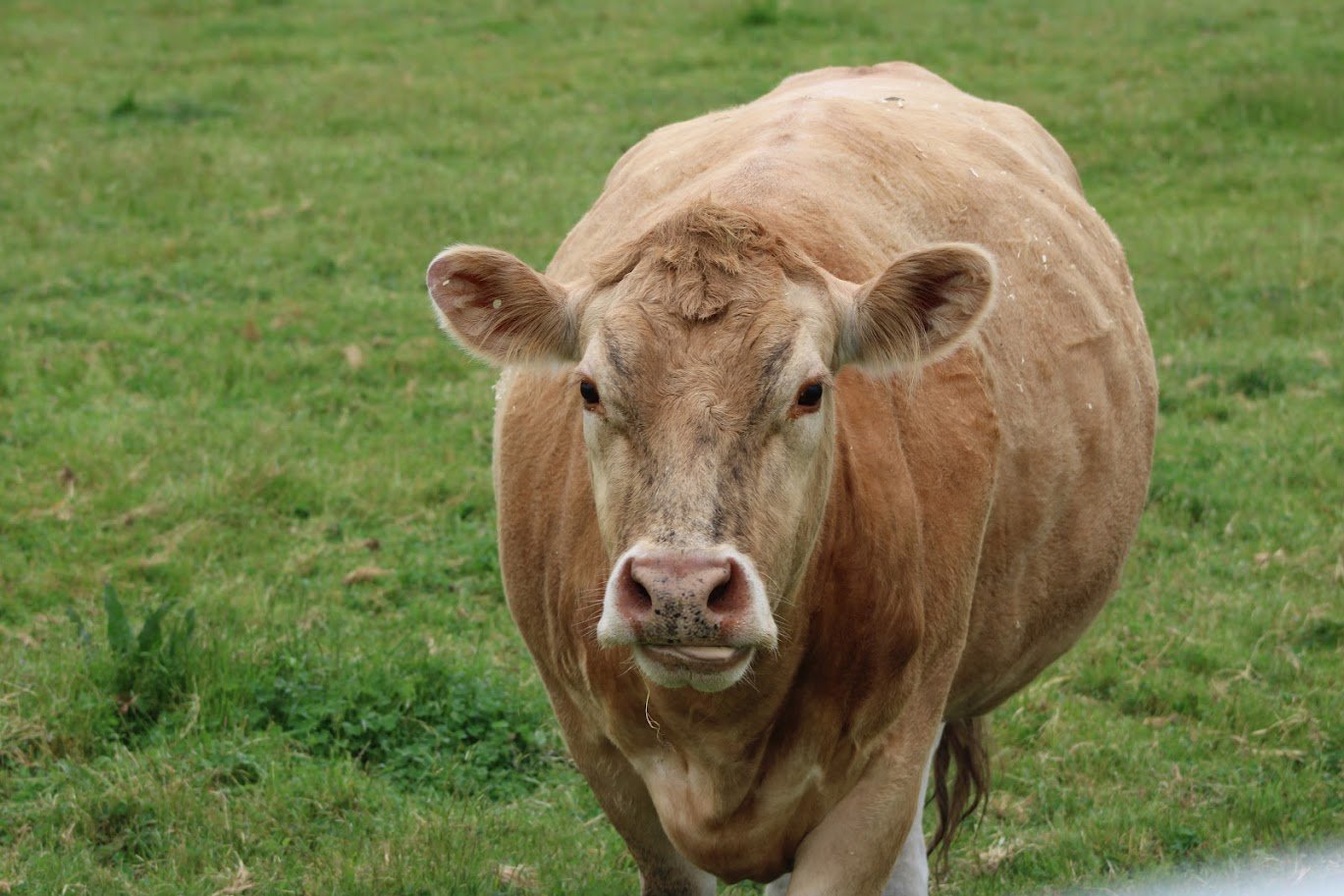 Jade the cow living at Charlie's Acres