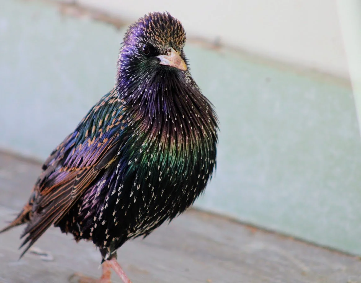 RSstarling3.JPG